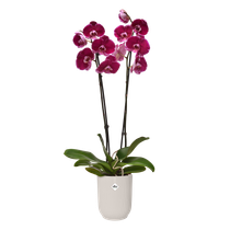 vibes fold orchidee hoog 12,5cm linen white